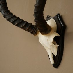 Trophée de crâne dantilope impala (Aepyceros) – Hauteur : 55 cm – Numéro de référence : 88.4.74