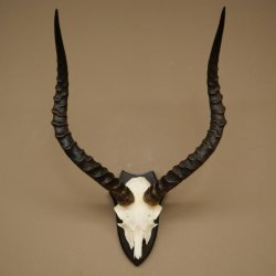 Trophée de crâne dantilope impala (Aepyceros) – Hauteur : 55 cm – Numéro de référence : 88.4.74