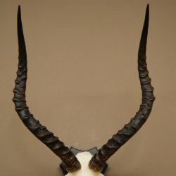 Trophée de crâne dantilope impala (Aepyceros) – Hauteur : 55 cm – Numéro de référence : 88.4.74