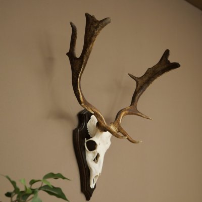 Bois de daim, hauteur 64 cm, bois de daim sur socle de trophée 72 563