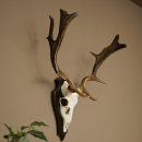 Bois de daim, hauteur 64 cm, bois de daim sur socle de...