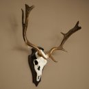 Bois de daim, hauteur 64 cm, bois de daim sur socle de...