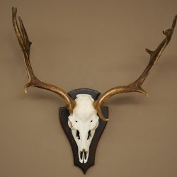 Bois de daim, hauteur 64 cm, bois de daim sur socle de trophée 72 563