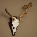 Daim aux bois atypiques, hauteur 53 cm, bois de daim sur...