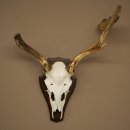 Daim aux bois atypiques, hauteur 53 cm, bois de daim sur socle de trophée 72 565