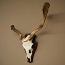Daim aux bois atypiques, hauteur 53 cm, bois de daim sur socle de trophée 72 565