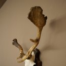 Daim aux bois atypiques, hauteur 53 cm, bois de daim sur socle de trophée 72 565