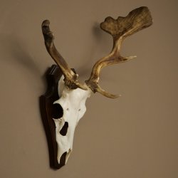 Daim aux bois atypiques, hauteur 53 cm, bois de daim sur socle de trophée 72 565