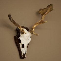 Daim aux bois atypiques, hauteur 53 cm, bois de daim sur socle de trophée 72 565