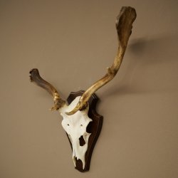 Daim aux bois atypiques, hauteur 53 cm, bois de daim sur socle de trophée 72 565