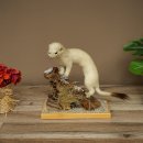 Hermeline, belette, fourrure dhiver, hauteur 27 cm,...