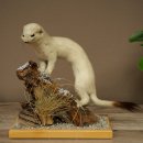 Comadreja de hermelina, pelaje de invierno, altura 27 cm, espécimen disecado, taxidermia 89.1.57