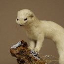 Comadreja de hermelina, pelaje de invierno, altura 27 cm, espécimen disecado, taxidermia 89.1.57