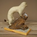 Comadreja de hermelina, pelaje de invierno, altura 27 cm, espécimen disecado, taxidermia 89.1.57