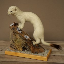 Comadreja de hermelina, pelaje de invierno, altura 27 cm, espécimen disecado, taxidermia 89.1.57
