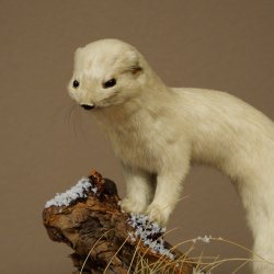 Comadreja de hermelina, pelaje de invierno, altura 27 cm, espécimen disecado, taxidermia 89.1.57