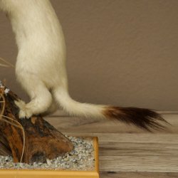 Comadreja de hermelina, pelaje de invierno, altura 27 cm, espécimen disecado, taxidermia 89.1.57