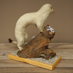 Comadreja de hermelina, pelaje de invierno, altura 27 cm, espécimen disecado, taxidermia 89.1.57