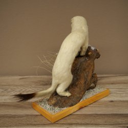 Comadreja de hermelina, pelaje de invierno, altura 27 cm, espécimen disecado, taxidermia 89.1.57
