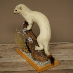 Comadreja de hermelina, pelaje de invierno, altura 27 cm, espécimen disecado, taxidermia 89.1.57