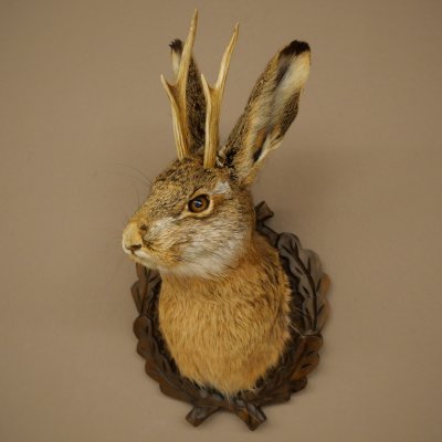 Lapin mâle « Hasenwolpi » avec bois de chevreuil, tête de lapin « Spießer », Wolpertinger « Wolpi », spécimen empaillé sur un panneau