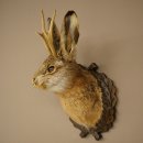 Lapin mâle « Hasenwolpi » avec bois de...