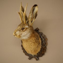 Lapin mâle « Hasenwolpi » avec bois de chevreuil, tête de lapin « Spießer », Wolpertinger « Wolpi », spécimen empaillé sur un panneau