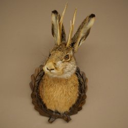Lapin mâle « Hasenwolpi » avec bois de chevreuil, tête de lapin « Spießer », Wolpertinger « Wolpi », spécimen empaillé sur un panneau