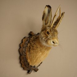 Lapin mâle « Hasenwolpi » avec bois de chevreuil, tête de lapin « Spießer », Wolpertinger « Wolpi », spécimen empaillé sur un panneau