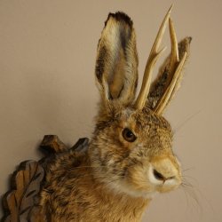 Lapin mâle « Hasenwolpi » avec bois de chevreuil, tête de lapin « Spießer », Wolpertinger « Wolpi », spécimen empaillé sur un panneau
