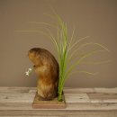 Ratto bisamico, ratto, esemplare imbalsamato, decorazione, esemplare imbalsamato, 89.20.17