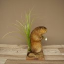Ratto bisamico, ratto, esemplare imbalsamato, decorazione, esemplare imbalsamato, 89.20.17