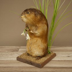 Ratto bisamico, ratto, esemplare imbalsamato, decorazione, esemplare imbalsamato, 89.20.17