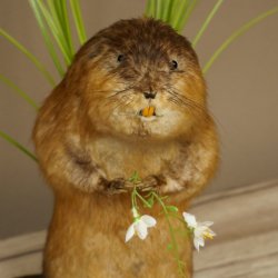 Ratto bisamico, ratto, esemplare imbalsamato, decorazione, esemplare imbalsamato, 89.20.17