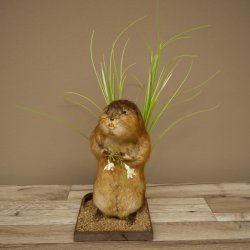 Ratto bisamico, ratto, esemplare imbalsamato, decorazione, esemplare imbalsamato, 89.20.17