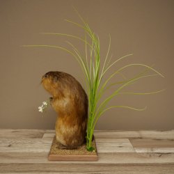 Ratto bisamico, ratto, esemplare imbalsamato, decorazione, esemplare imbalsamato, 89.20.17