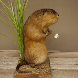 Ratto bisamico, ratto, esemplare imbalsamato, decorazione, esemplare imbalsamato, 89.20.17