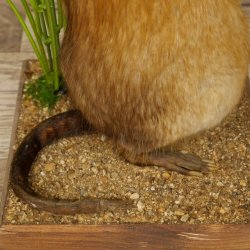 Ratto bisamico, ratto, esemplare imbalsamato, decorazione, esemplare imbalsamato, 89.20.17