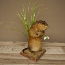Ratto bisamico, ratto, esemplare imbalsamato, decorazione, esemplare imbalsamato, 89.20.17