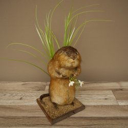 Ratto bisamico, ratto, esemplare imbalsamato, decorazione, esemplare imbalsamato, 89.20.17