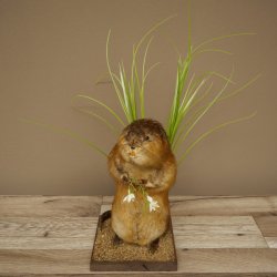 Ratto bisamico, ratto, esemplare imbalsamato, decorazione, esemplare imbalsamato, 89.20.17