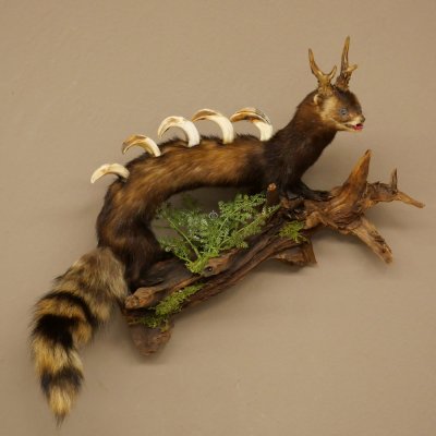 Polecat, Wolpertinger, Wolpi, Taxidermy Specimen, Deer Antlers, Boar Tusk, Height 45 cm, 86.11.4