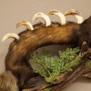 Polecat, Wolpertinger, Wolpi, Taxidermy Specimen, Deer Antlers, Boar Tusk, Height 45 cm, 86.11.4