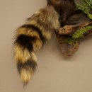 Polecat, Wolpertinger, Wolpi, Taxidermy Specimen, Deer Antlers, Boar Tusk, Height 45 cm, 86.11.4