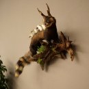 Polecat, Wolpertinger, Wolpi, Taxidermy Specimen, Deer Antlers, Boar Tusk, Height 45 cm, 86.11.4