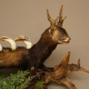 Polecat, Wolpertinger, Wolpi, Taxidermy Specimen, Deer Antlers, Boar Tusk, Height 45 cm, 86.11.4
