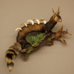 Polecat, Wolpertinger, Wolpi, Taxidermy Specimen, Deer Antlers, Boar Tusk, Height 45 cm, 86.11.4