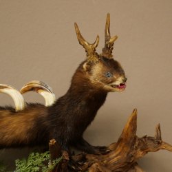 Polecat, Wolpertinger, Wolpi, Taxidermy Specimen, Deer Antlers, Boar Tusk, Height 45 cm, 86.11.4