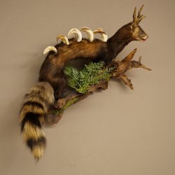 Polecat, Wolpertinger, Wolpi, Taxidermy Specimen, Deer Antlers, Boar Tusk, Height 45 cm, 86.11.4
