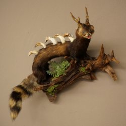 Polecat, Wolpertinger, Wolpi, Taxidermy Specimen, Deer Antlers, Boar Tusk, Height 45 cm, 86.11.4